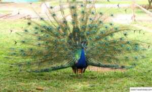 Kumasi zoo