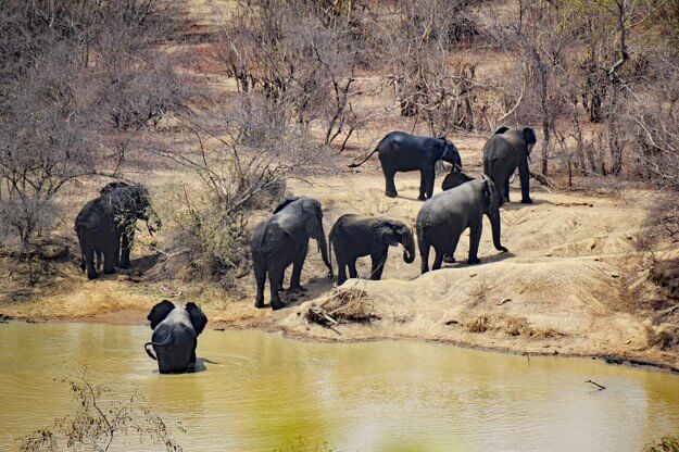 mole national park